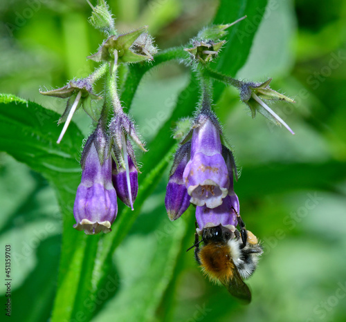 Common carder bee // Ackerhummel (Bombus pascuorum) photo