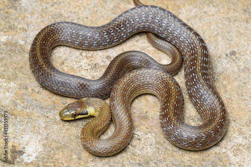 Portrait young Aesculapian snake (Zamenis longissimus)
