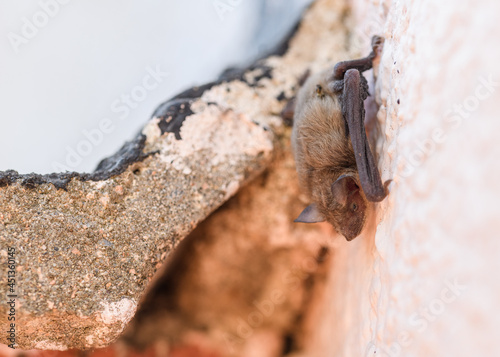 The common pipistrelle (Pipistrellus pipistrellus)