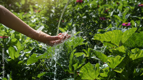 Water pouring in woman hand on green growing plant background, Ecology and environment, Earth day, Environmental issues.