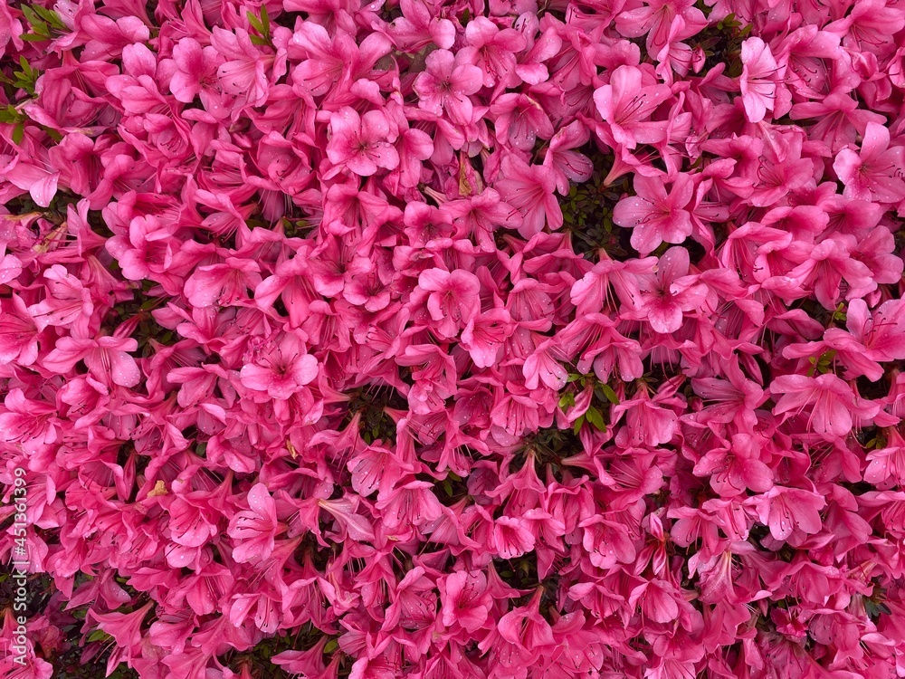 pink flowers pink flowers