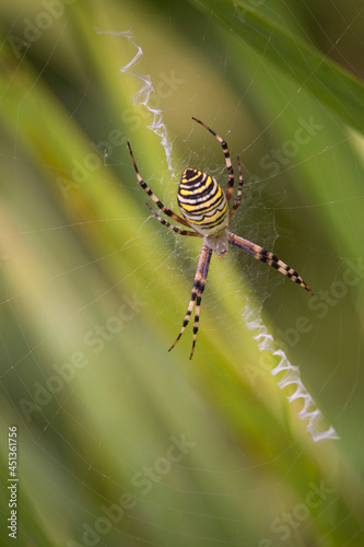 Orb weaver spider on web with blurred green background