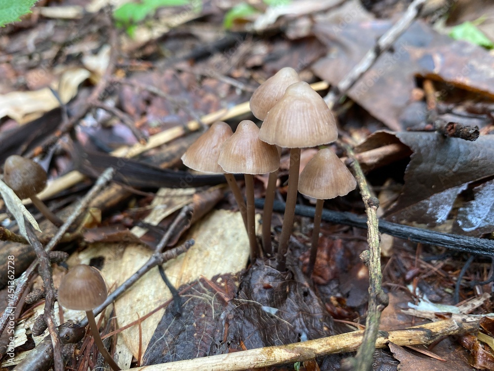 mushrooms in the forest mushrooms in the forest