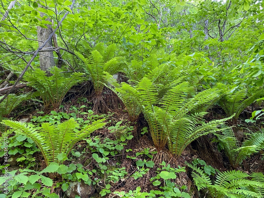 Fototapeta premium fern in the forest