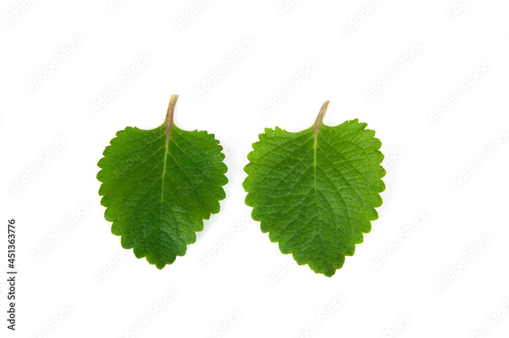 Fototapeta premium Plectranthus amboinicus leaves isolated on white background.Vegetable and herb, Bunch of cuban Oregano or Indian Borage, Oreille