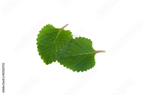 Plectranthus amboinicus leaves isolated on white background.Vegetable and herb, Bunch of cuban Oregano or Indian Borage, Oreille