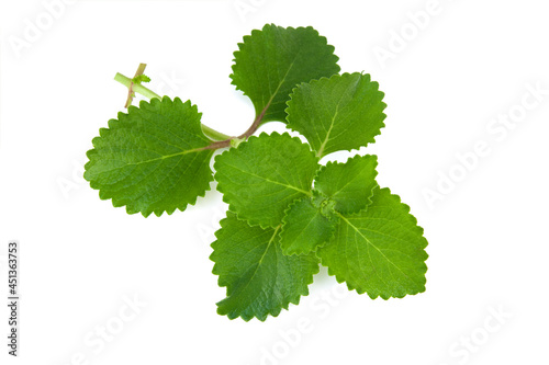 Plectranthus amboinicus leaves isolated on white background.Vegetable and herb, Bunch of cuban Oregano or Indian Borage, Oreille photo