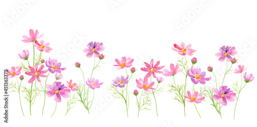 並んで咲いたコスモスの花。水彩イラストのベクターデータ。（レイアウト調整可能）
