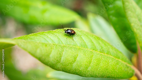 Heteroptera Bug closeup on a leaf