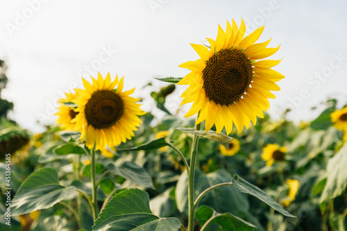 Sunflower fresh plant 