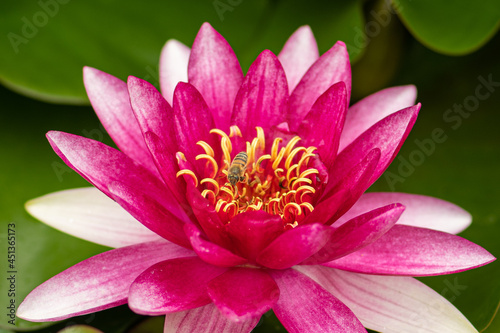 Beautiful lotus flower  pink nymphaea alba or water lily among green leaves with yellow pollen and rain drops in a pond  macro  with bee