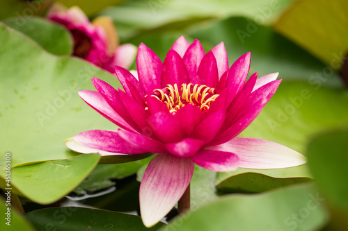Beautiful lotus flower, pink nymphaea alba or water lily among green leaves with yellow pollen and rain drops in a pond