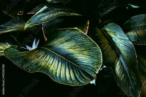 tropical fish in aquarium