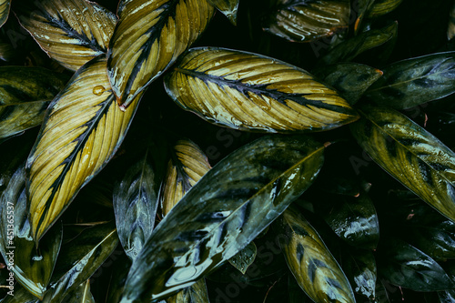 leaves in the wind