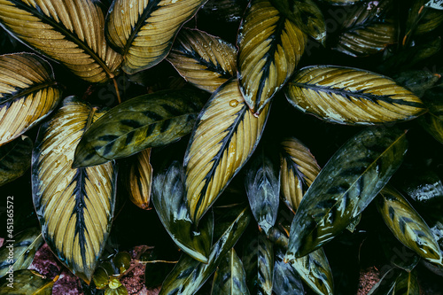 autumn leaves background