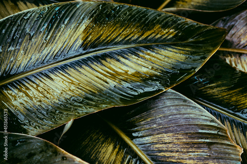 close up of leaf