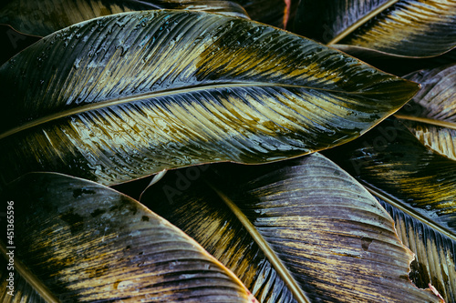 close up of a feather