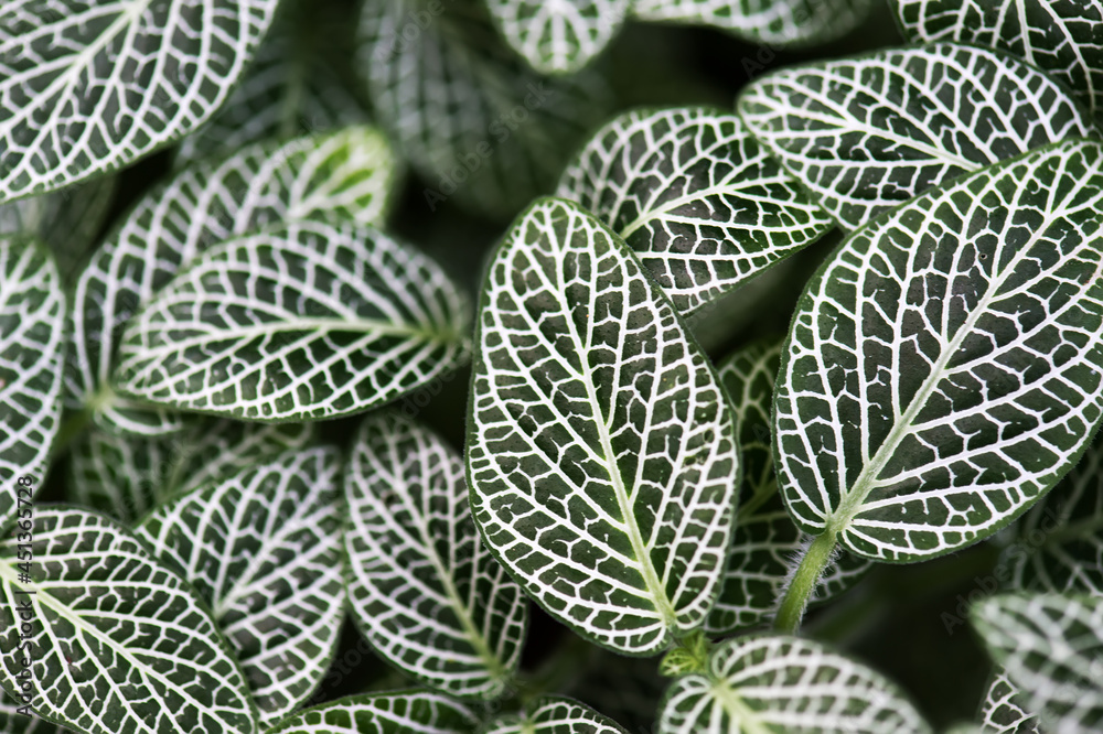 Obraz premium dark green leaves background. nerve plant or fittonia albivenis