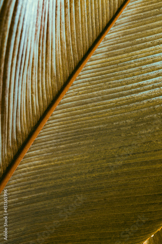close up of feather