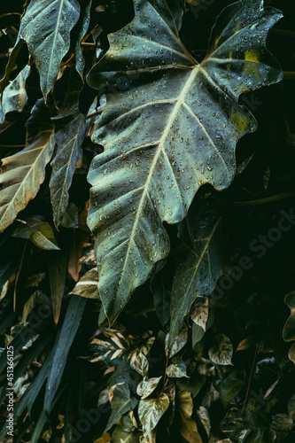 leaves on the snow