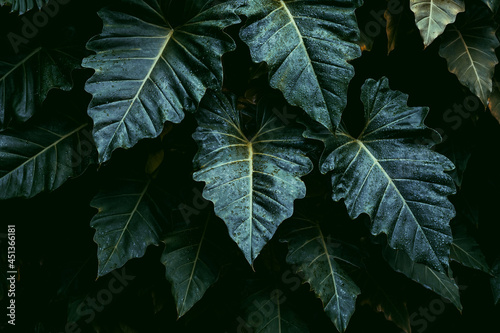 green leaf background, tropical leaf, abstract green leaf texture