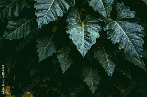 green leaves background