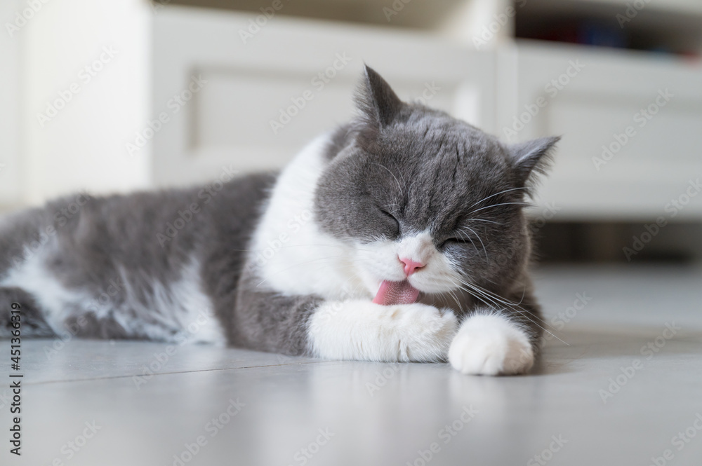British Shorthair lying on the floor and licking paws