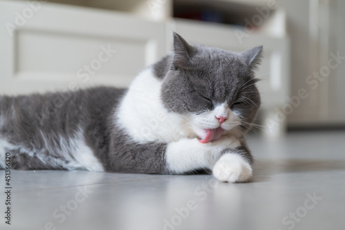 British Shorthair lying on the floor and licking paws