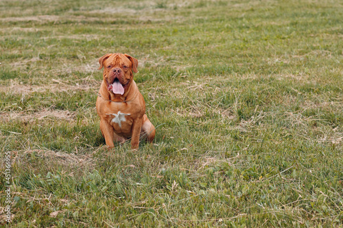 Portrait Dogue de Bordeaux. Dog mastiff pet