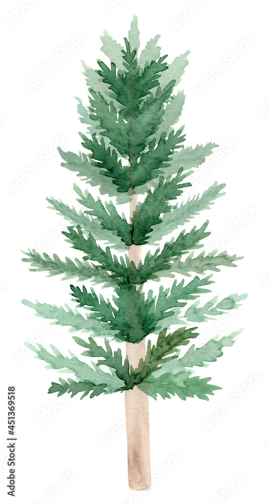 Hand painted watercolor spruce tree. Hand painted watercolor spruce tree.
