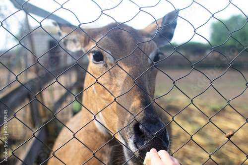 Close-up of the Nilgai cloven-hoofed animal. Rare and exotic species. Petting zoo and feeding. The animal is very similar to a cow or a deer. The muzzle and black tongue are visible at close range.