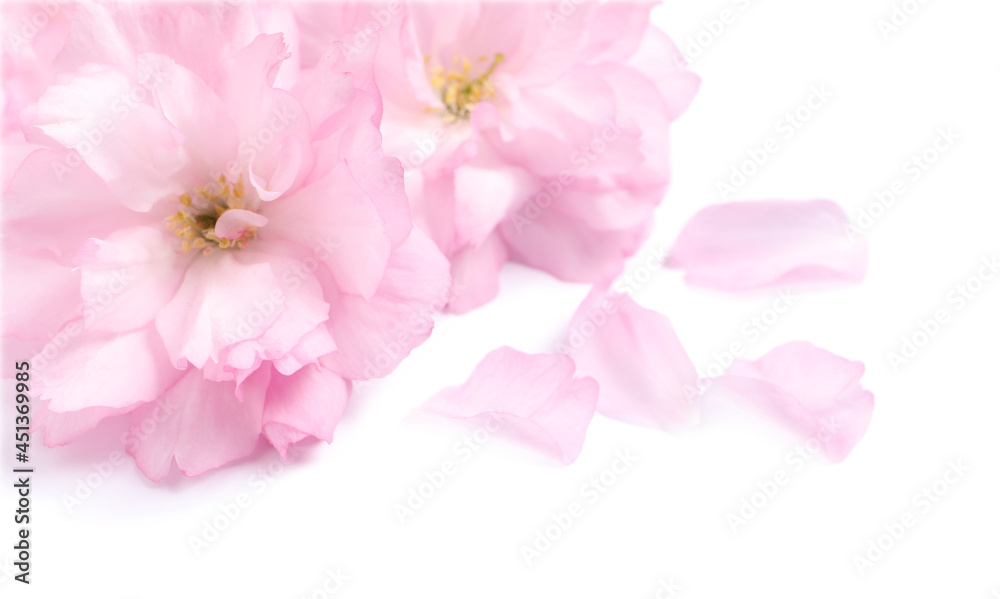 Beautiful pink sakura blossoms and petals isolated on white Beautiful pink sakura blossoms and petals isolated on white