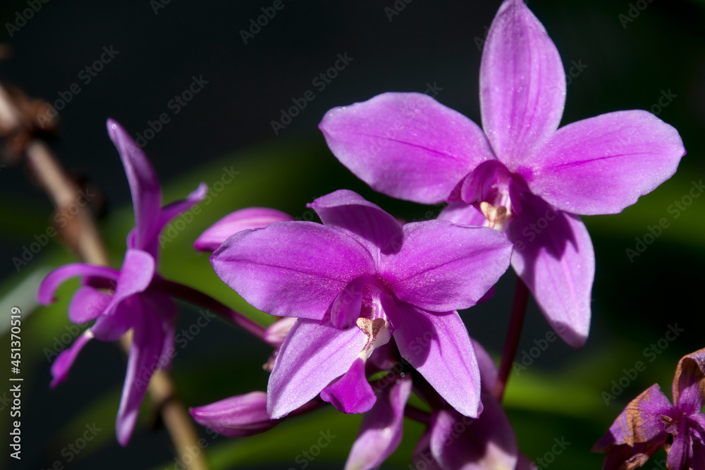 Sydney Australia, flower stem of a spathoglottis or purple orchid Sydney Australia, flower stem of a spathoglottis or purple orchid