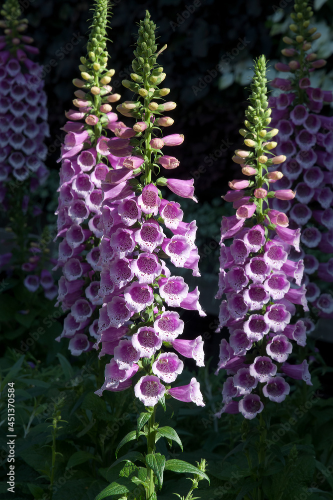 Obraz premium Sydney Australia, purple foxglove flower spikes