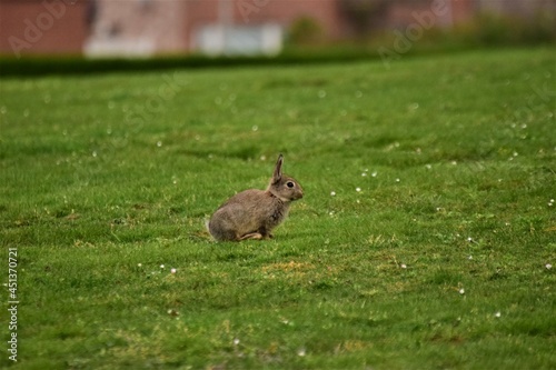 Brown rabbit running on a green lawn © Luise123