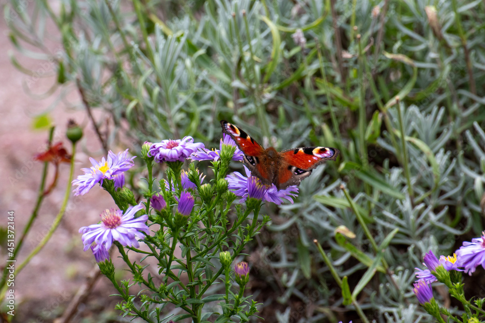 butterfly on a flower butterfly on a flower