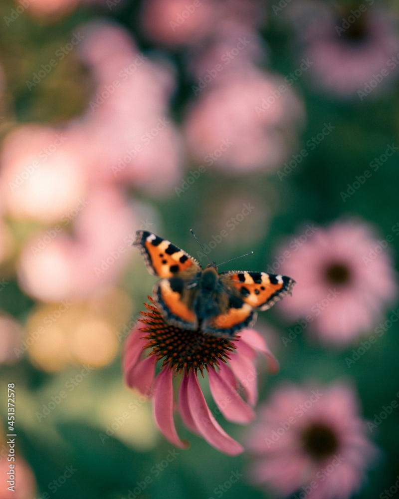Obraz premium Beautiful butterfly in Echinacea wild flowers in morning haze light in nature close-up macro, copy space, cool blue tones. Delightful artistic image..