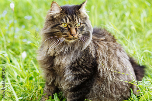 A cat in nature. Kuril bobtail in the grass. The cat is watching. Pets in a natural environment