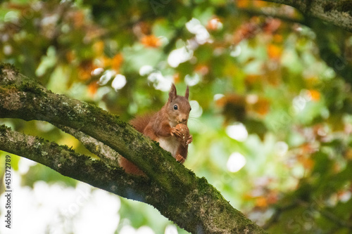 Tapety artystyczne squirrel on a tree