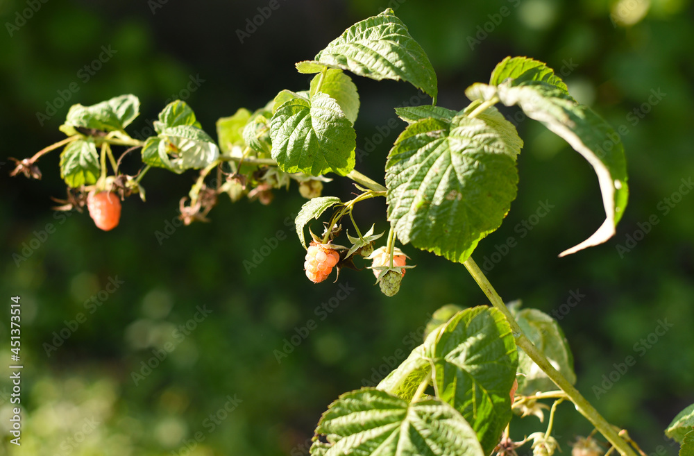 Fototapeta premium Raspberry variety Orange miracle growing in garden