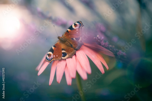 Beautiful butterfly in Echinacea wild flowers in morning haze light in nature close-up macro  copy space  cool blue tones. Delightful  artistic image..