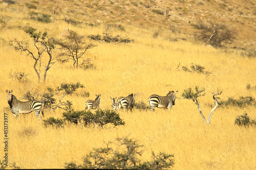 zèbre de montagne Equus Hippotigris Afrique photo