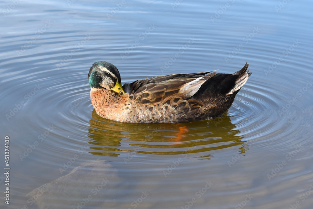 Mallard male duck resting in a pond Mallard male duck resting in a pond