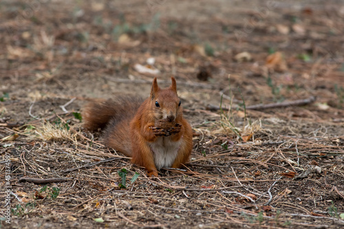 Red squirrel eat nuts on spring scene, Red squirrel sit on tree © airunreal