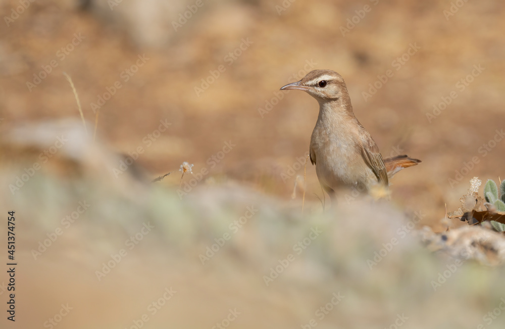 I share with you very beautiful frames of Rufous-tailed Scrub Robin bird in the wooded area in the nature environment ( Cercotrichas galactotes ) I share with you very beautiful frames of Rufous-tailed Scrub Robin bird in the wooded area in the nature environment ( Cercotrichas galactotes )