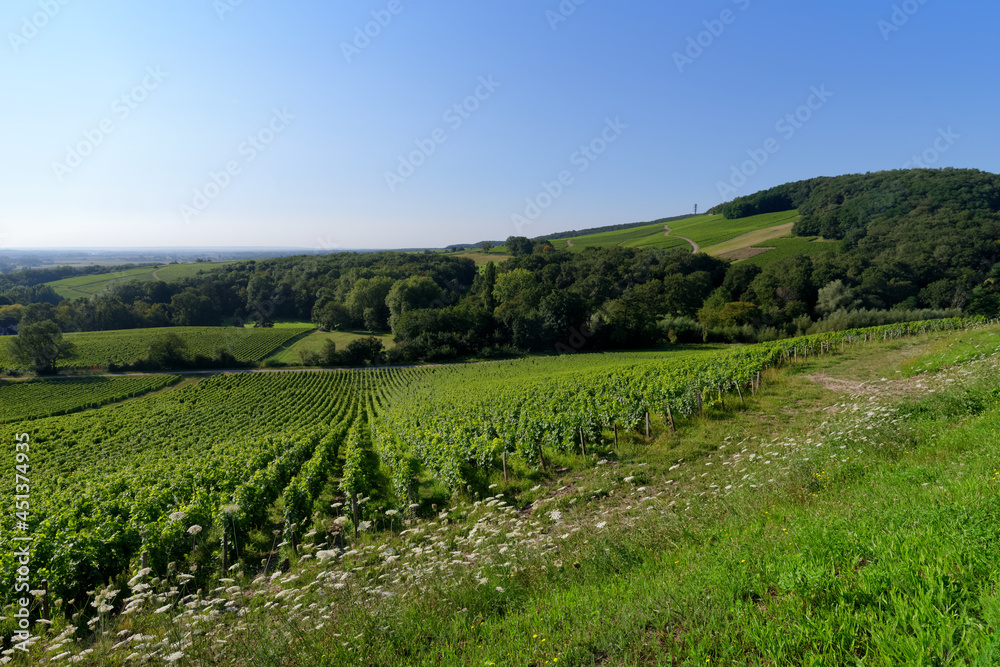 Sancerre vineyards  in the hills of Chavignol village