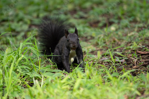 Black squirrel sit on the ground and grass. beatiful springand summer scee photo