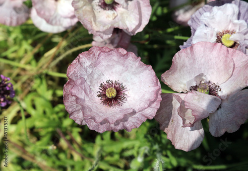 Fototapeta Naklejka Na Ścianę i Meble -  Pale purple poppies, Derbyshire England
