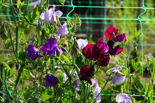 Sweet pea, lathyrus odoratus photo