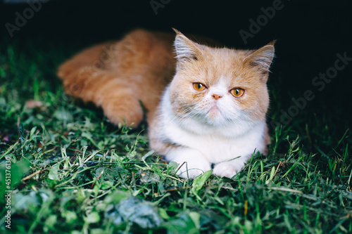fluffy white-beige exotic cat in the grass